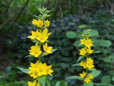 lysimachia punctata