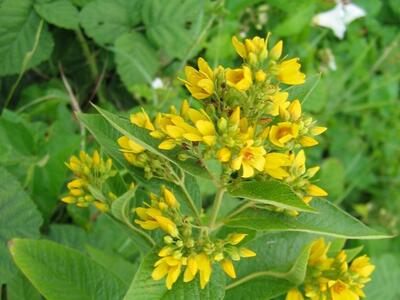 lysimachia vulgaris