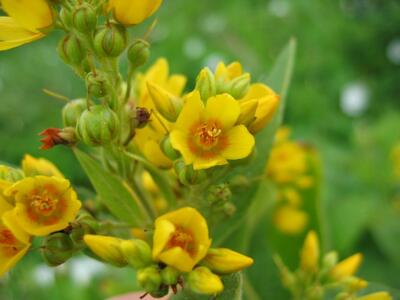 lysimachia vulgaris bluete