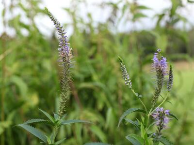 pseudolysimachion longifolium