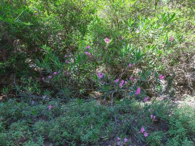 nerium oleander