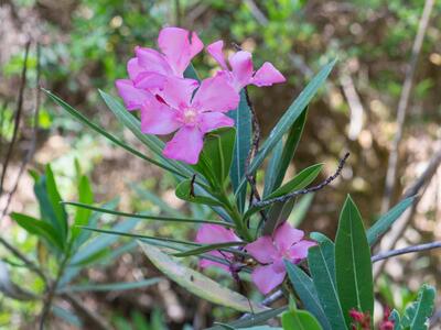 nerium oleander detail