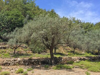 olea europaea