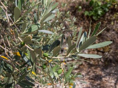 olea europaea detail