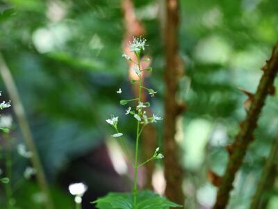 circaea alpina