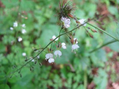 circaea lutetiana