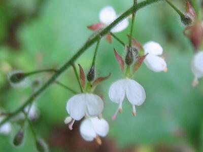 circaea lutetiana bluete