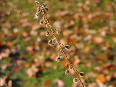 circaea lutetiana fruechte