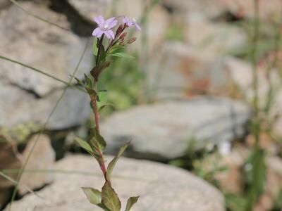 epilobium anagallidifolium