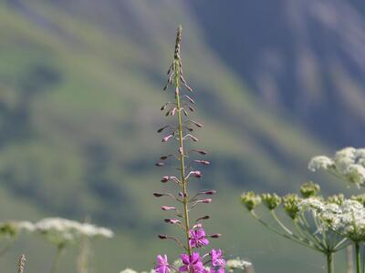 epilobium angustifolium