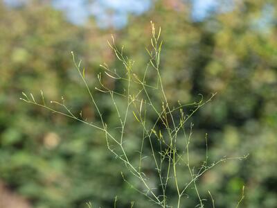 epilobium brachycarpum