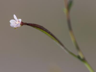 epilobium brachycarpum detail