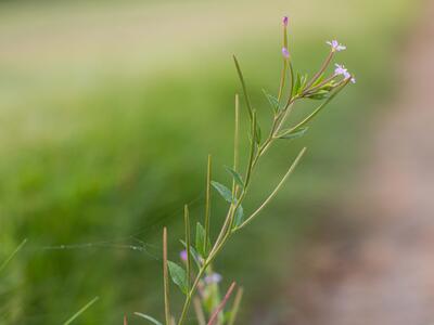 epilobium ciliatum