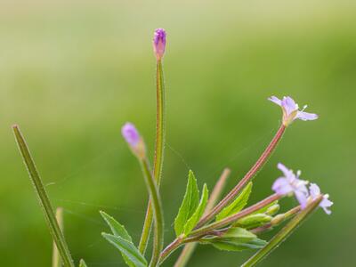 epilobium ciliatum detail