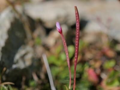 epilobium collinum