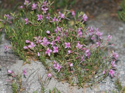 epilobium fleischeri