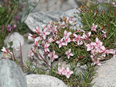 epilobium fleischeri habitus