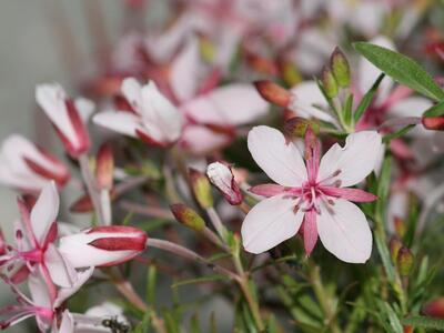 epilobium fleischeri rosa