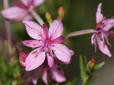 epilobium fleischeri rot