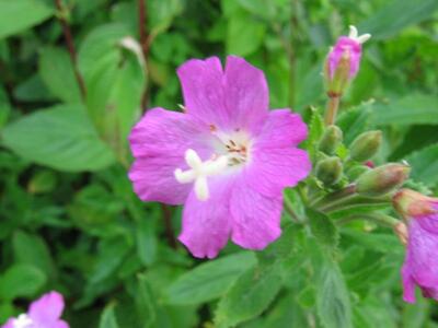 epilobium hirsutum