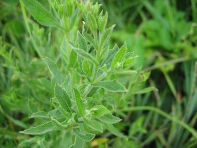 epilobium hirsutum blaetter