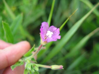 epilobium hirsutum bluete