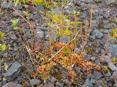 epilobium komarovianum