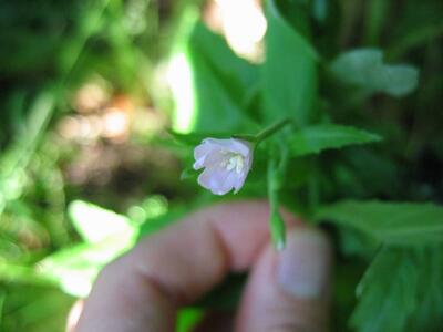 epilobium montanum