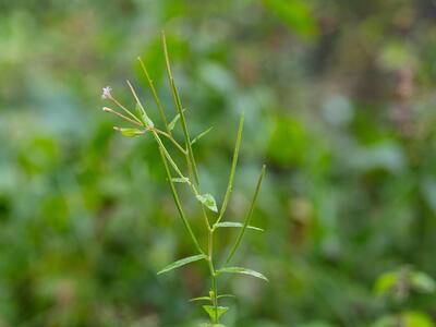 epilobium palustre