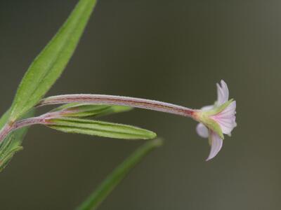 epilobium palustre behaarung