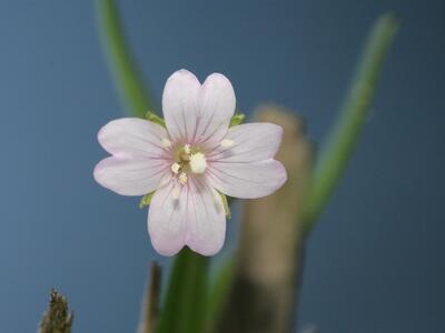 epilobium palustre bluete