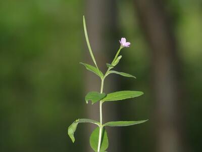 epilobium parviflorum