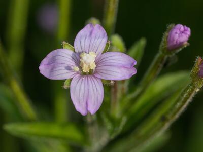 epilobium parviflorum detail