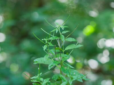 epilobium roseum