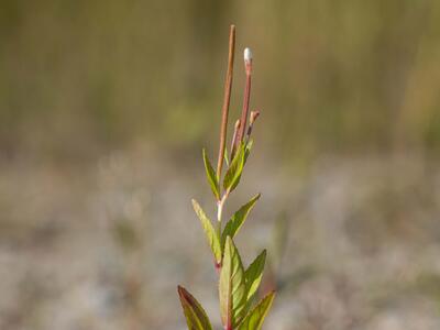 epilobium tetragonum