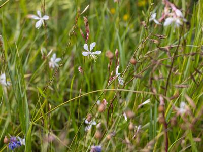 oenothera lindheimeri