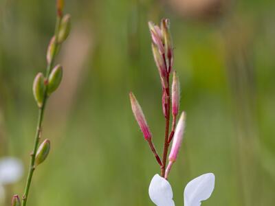 oenothera lindheimeri detail