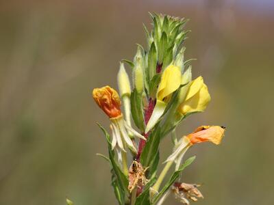 oenothera rubricaulis