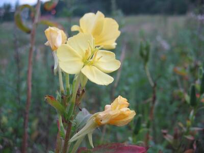 oenothera sp