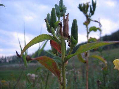 oenothera sp habitus