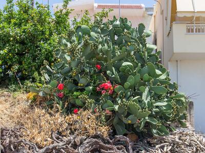 opuntia ficus-indica