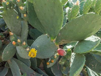 opuntia ficus-indica detail