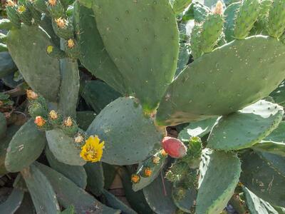 opuntia ficus-indica detail