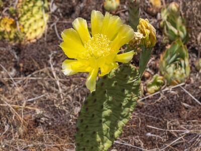 opuntia humifusa