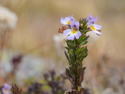 euphrasia alpina