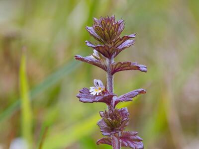 euphrasia foulaensis