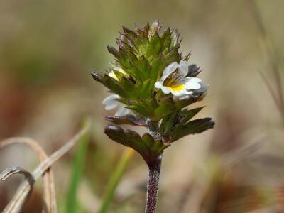 euphrasia frigida