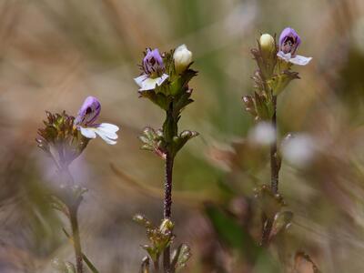 euphrasia hirtella