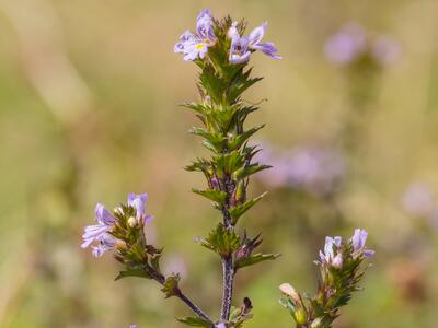 euphrasia hirtella habitus