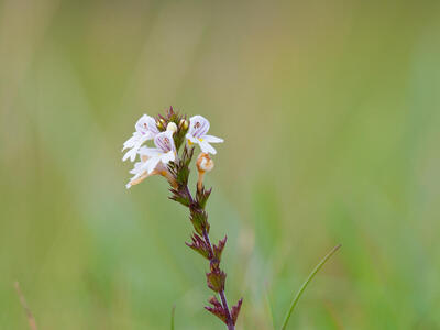 euphrasia micrantha